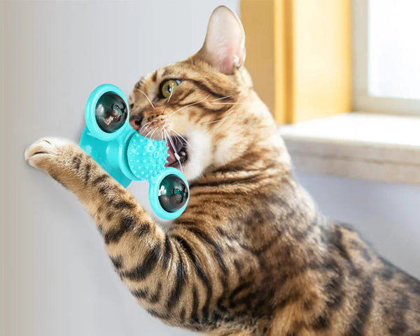 Bengaalse kat speelt met blauwe kattenspeeltje met zuignap en draaiende onderdelen, ideaal voor interactieve kattenvermaak en stressvermindering.