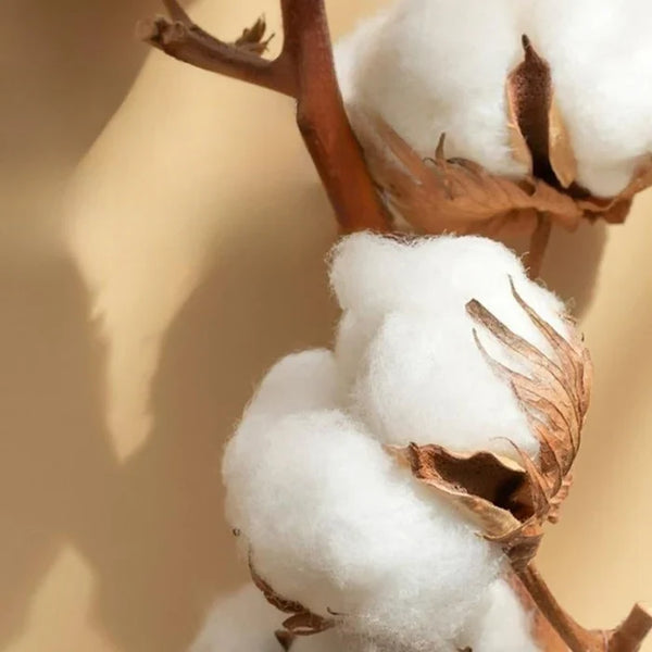 Katoentak met witte katoenbollen en bruine bladeren tegen een beige achtergrond. Natuurlijke vezels, textielproductie, duurzame materialen.