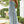 Vrouw in lichtblauwe zomerjurk met halternek, staand in een tuin. Perfecte outfit voor zomerse dagen. Elegante en luchtige damesmode.