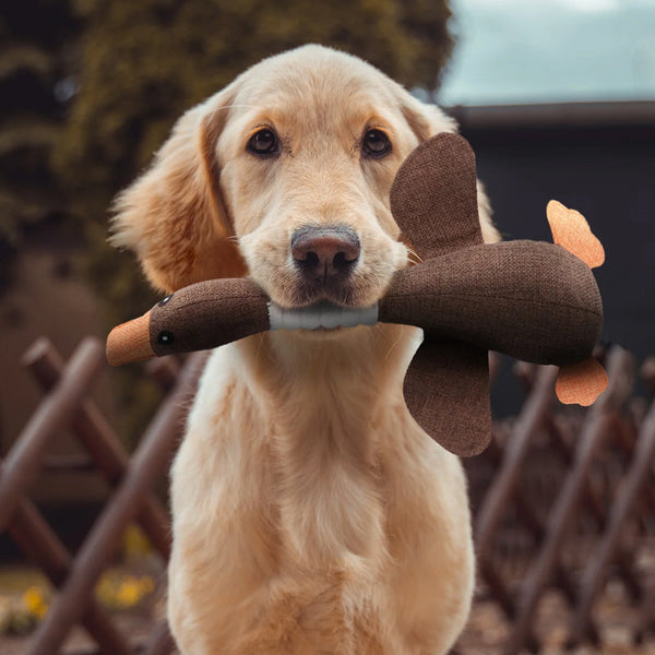 Golden retriever met pluchen eendenspeeltje in de mond, buiten in een tuin. Hondenspeelgoed, huisdier, speeltijd, schattige hond, buitenactiviteiten.