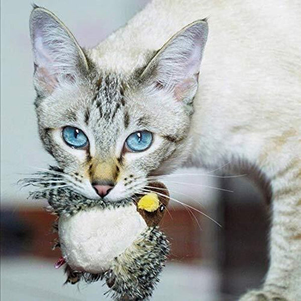 Siamese kat met blauwe ogen speelt met pluchen speelgoedvogel. Huisdier, kat, speelgoed, binnen, speels, schattig, huisdierfotografie.