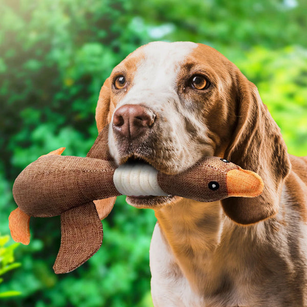Hond met pluche eendenspeeltje in mond, buiten in groene omgeving. Perfect hondenspeelgoed, duurzaam en geschikt voor apporteerspelletjes.