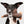 Zwart-witte hond met speelgoed eend in bek, schattig huisdier, hondenaccessoires, duurzaam hondenspeelgoed, interactief spel, huisdierfotografie.
