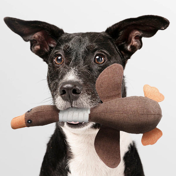 Zwart-witte hond met speelgoed eend in bek, schattig huisdier, hondenaccessoires, duurzaam hondenspeelgoed, interactief spel, huisdierfotografie.
