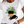 Dames T-shirt met illustratie van twee zwarte katten en een plantenpot. Perfect voor kattenliefhebbers. Casual mode, katoenen stof.
