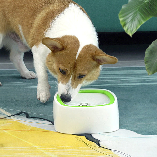 Hond drinkt water uit witte drinkbak met groene rand op kleurrijk tapijt. Geschikt voor huisdieren, drinkbak, hond, waterbak, huisdierbenodigdheden.