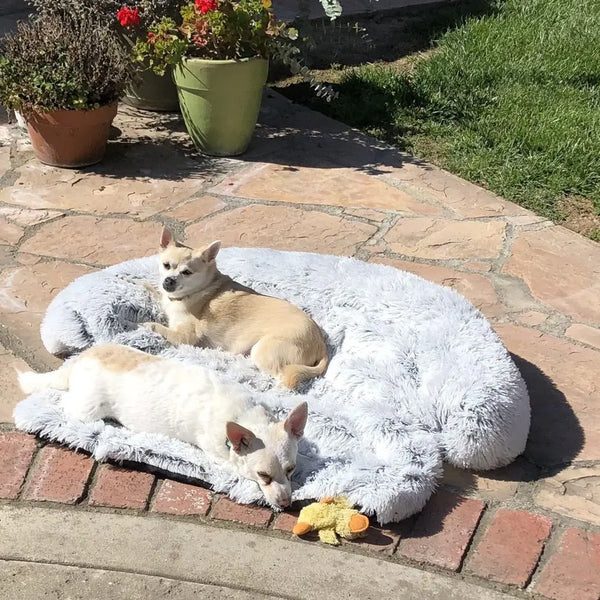 Twee kleine honden ontspannen op een grijs, pluche hondenbed buiten op een zonnig terras, omringd door bloempotten en gras.