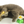 Grijze kat speelt met interactief kattenspeelgoed in bloemvorm, inclusief veer en gele vogel. Perfect voor kattenentertainment en beweging.
