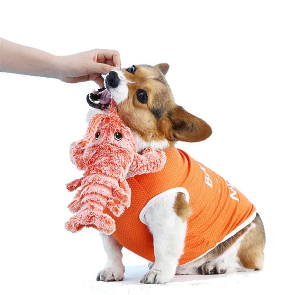 Corgi in oranje trui speelt met roze pluche speelgoed, hand reikt uit. Schattige hond, huisdieraccessoires, interactief spel.