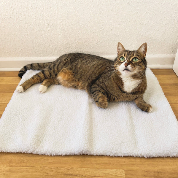 Liggende gestreepte kat op wit, zacht kattenbed op houten vloer, kijkt omhoog. Comfortabel huisdier, kattenaccessoires, huisdecor.