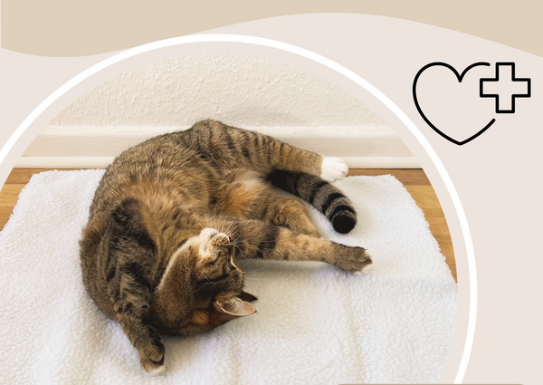 Liggende kat op witte deken, ontspannen en speels. Gezondheidssymbool in hoek. Huisdier, kat, ontspanning, binnen, comfort.