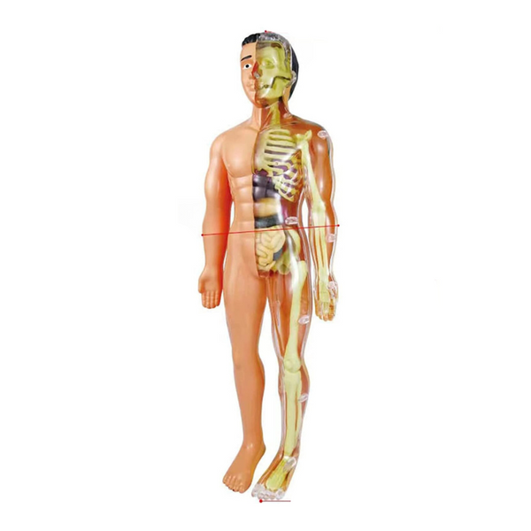 Anatomisch model menselijk lichaam, halve doorsnede, skelet en organen zichtbaar, educatief hulpmiddel, biologie, medische studie.