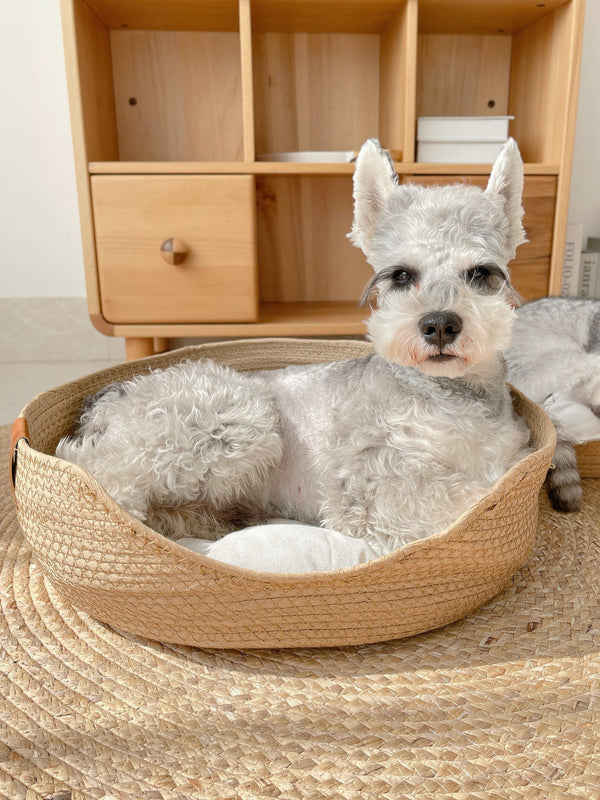 Grijze schnauzer liggend in een ronde, gevlochten hondenmand voor een houten kast. Huisdier, hond, interieur, gezellig, huisdecoratie.