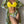 Vrouw in gele bikini met tropisch bloemenpatroon kimono, strandmode, zomerse outfit, stijlvolle badkleding, trendy dameskleding.