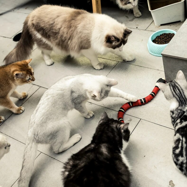 Verschillende katten spelen met een rood-zwarte speelgoedslang op een tegelvloer. Kattenbak en voerbak zichtbaar. Huisdieren, katten, speelgoed.