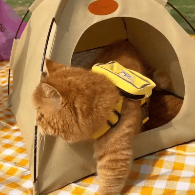 Oranje kat met geel rugzakje in tent op geruite picknickkleed. Huisdier, kamperen, buitenavontuur, kattenaccessoires, schattige kat.