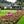Roze vogelvoederhuisjes in bloementuin voor groot huis, decoratieve tuinaccessoires, buiteninrichting, kleurrijke tuinornamenten.