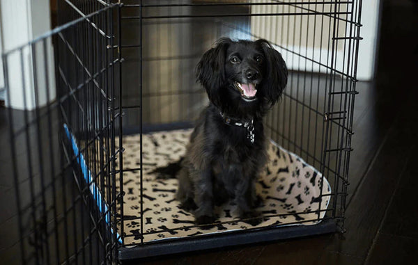Zwarte hond in hondenbench met beige hondenkussen, glimlachend. Ideaal voor huisdiertraining, hondenaccessoires, comfortabele hondenverblijven.