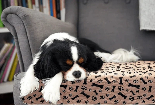 Slapende Cavalier King Charles Spaniël op grijze stoel met hondenbot en pootafdrukken op beige deken, huisdiercomfort, interieur, hondenslaap.