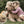 Peuter knuffelt grote, krullende hond in tuin. Inzet toont close-up van hondenhaar. Huisdier, kind, buiten, hondenhaar, knuffelen.