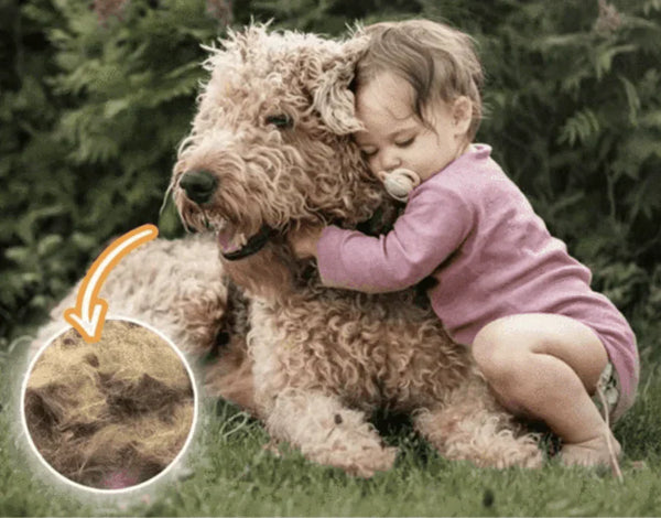 Peuter knuffelt grote, krullende hond in tuin. Inzet toont close-up van hondenhaar. Huisdier, kind, buiten, hondenhaar, knuffelen.