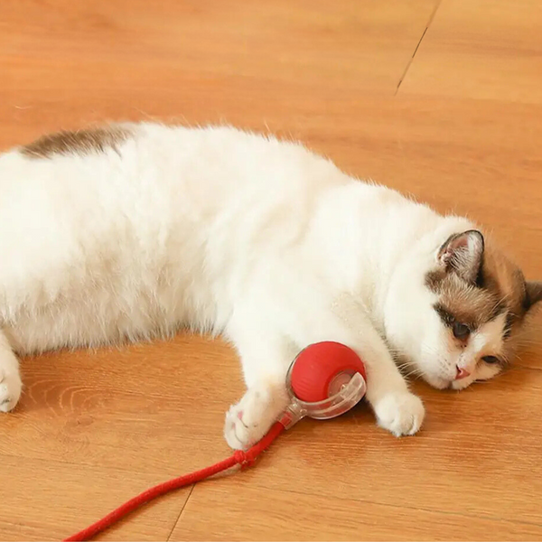Witte kat met bruine vlekken speelt met rood kattenspeeltje op houten vloer. Huisdier, speelgoed, kat, binnen, schattig, ontspannen.
