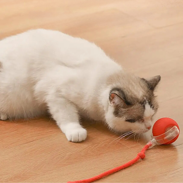 Witte kat speelt met rood kattenspeeltje op houten vloer. Interactief speelgoed voor katten, ideaal voor binnenshuis vermaak en beweging.