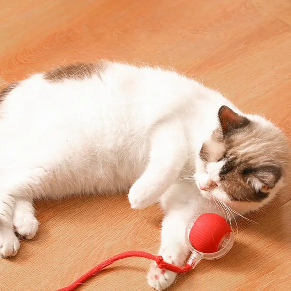 Witte kat speelt met rood kattenspeeltje op houten vloer. Schattige huisdierfoto, ideaal voor kattenliefhebbers en huisdieraccessoires.