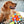 Golden retriever met kleurrijke snuffelbal speeltje, ideaal voor nieuwsgierige huisdieren. Hondenspeelgoed, mentale stimulatie, interactieve speeltijd.