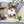 Husky puppy speelt met kleurrijke snuffelbal op grijze bank, perfect voor nieuwsgierige huisdieren. Hondenspeelgoed, interactief, mentale stimulatie.