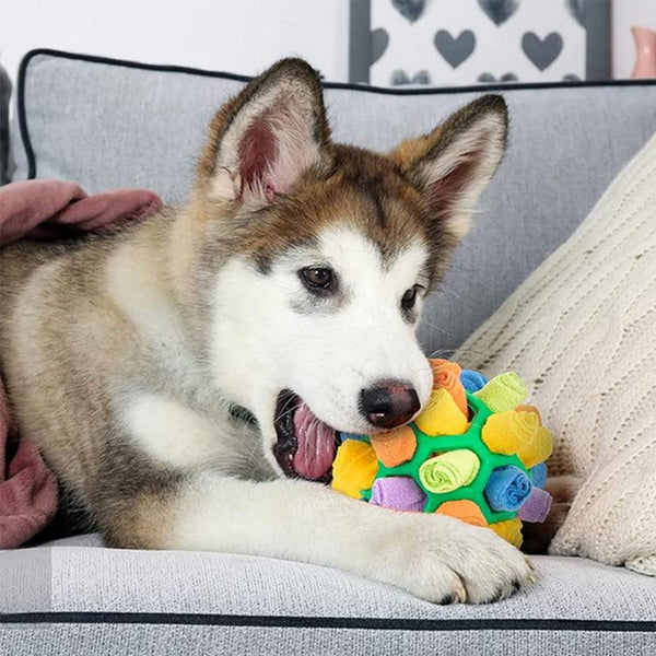 Husky puppy speelt met kleurrijke snuffelbal op grijze bank, perfect voor nieuwsgierige huisdieren. Hondenspeelgoed, interactief, mentale stimulatie.